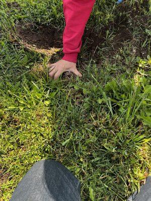 A photo of a buried headstone with grass growing over it completely like it was never there at Montecito Memorial Park