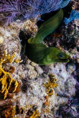 Moray eel