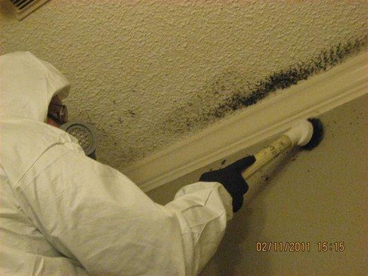 Mold & Mildew Solutions Mold Remedation