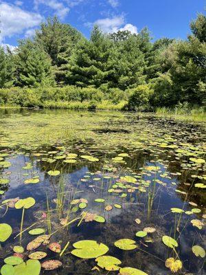 Some lily pads in the lake