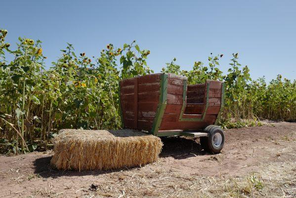 Sunflower days at Vertuccio Farms