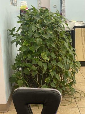 Gigantic pothos