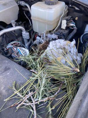 Rat nest under my hood