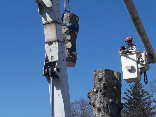 Woodmaster Tree Service