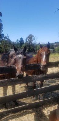 Indy and Sabrina on turn-out.