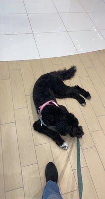 My puppy laying in the show room floor!