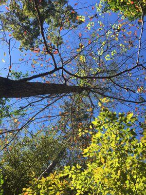 Fall Foliage, Texas Style