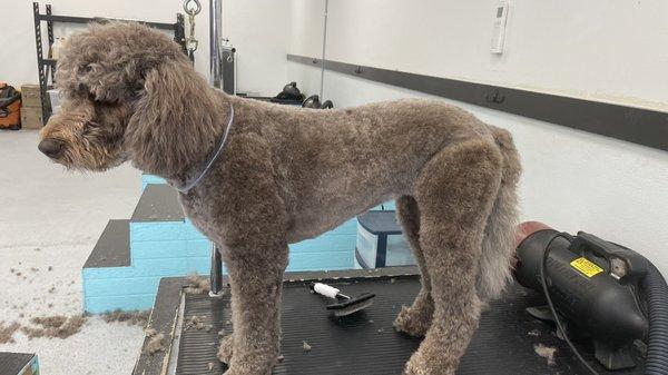 Mid-groom on my doodle. Everything you need (except clippers) is here to make your dog clean and fresh again.