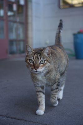 Local shop cat