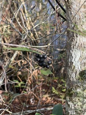 Alligator River National Wildlife Refuge