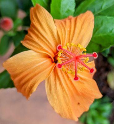 Kokio'ula'ula - Hibiscus kokio ssp saintjohnianus - Malvaceae - McBryde Garden - NTBG - Lāwa'i Valley - Kaua'i - Hawai'i