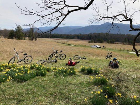 Mile 5 of Cades Cove Loop