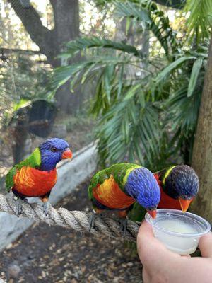 Lorikeets