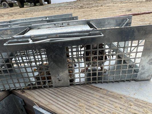 Rodent in trap