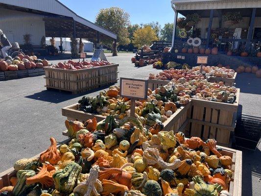 Fresh pumpkins and gourds