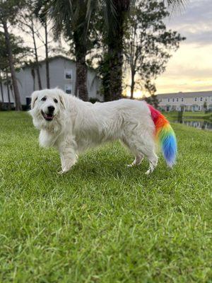 Sadie, a female Great Pyrenees dog. Her tail has been dyed rainbow