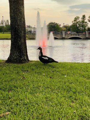 Duck at Dusk