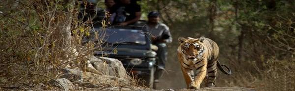 Ranthambore Jeep Safari, Tiger Safari at Ranthambore National Park