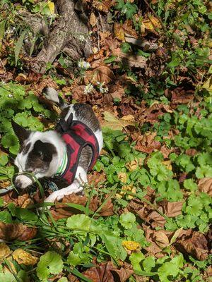 Elliott, exploring the Narrows Reserve.