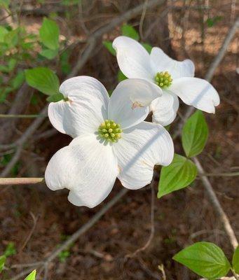 Dogwood