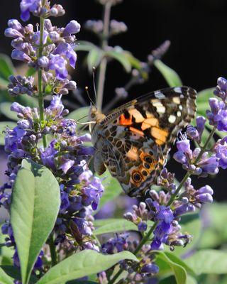 Butterflies are loving the arrival of Summertime Blues Chaste Trees!