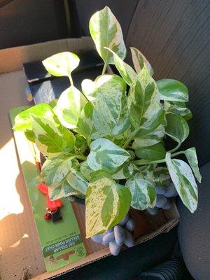 Green marble pothos