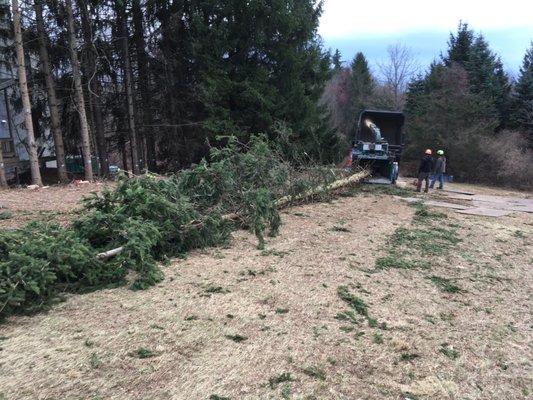 20" chipper and log truck/high capacity chip truck working on removing 38 Norway Spruce trees from around a newly purchased home.