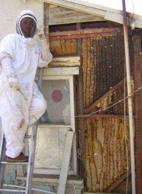 8 foot tall beehive in a wall