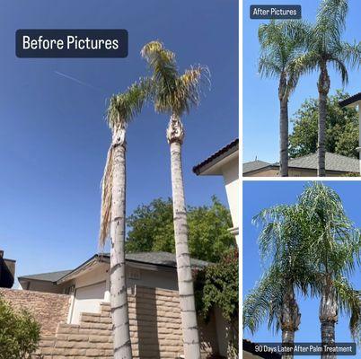 Palm Tree Doctor Treatment 90 Days Later!!
Panorama Bluffs, Bakersfield Ca.