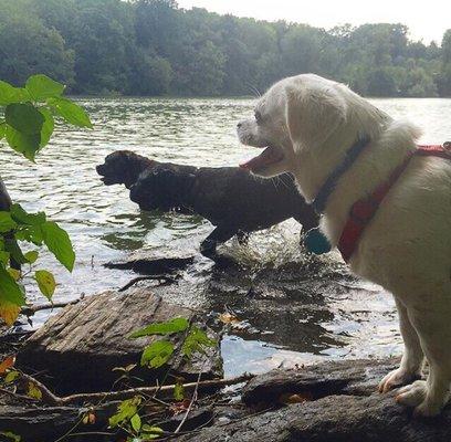 Sasquatch, Lex, and Drake splishing and splashing on a fine Thursday morning!