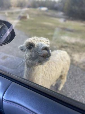 Llama in drive-thru coming up to car for the goods!