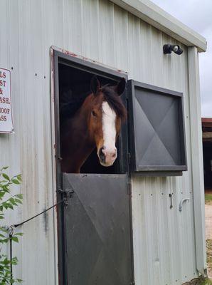 Happy horses