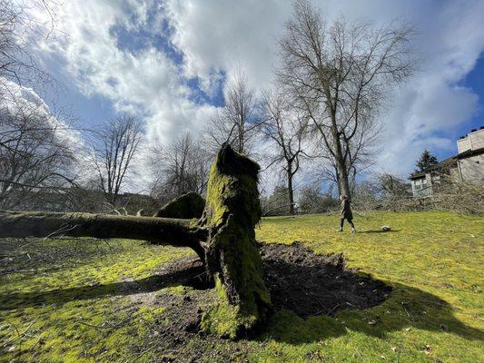 Trees that fell in the 2/21 ice storm