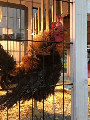 Rudy the Rooster