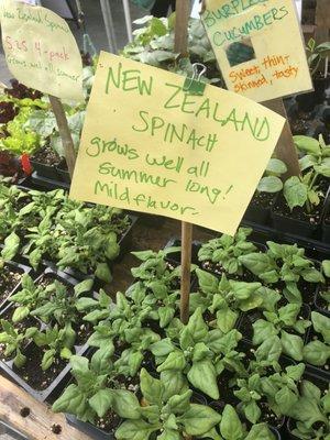 New Zealand Spinach