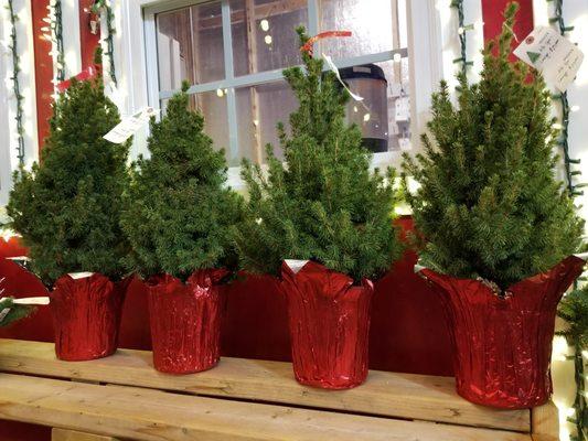 We have trees in all sizes, from tall (up to 20 feet) to small!