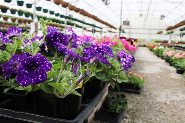 Annuals at Farrand Farms