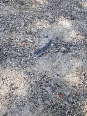 Gravel washed downhill exposing membrane in several places.