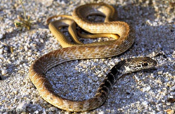 Coachwhip Snake, Indio Ca.