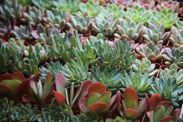 Selection of succulents