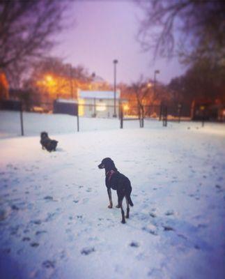 Early morning at the dog park for our pup's first snow