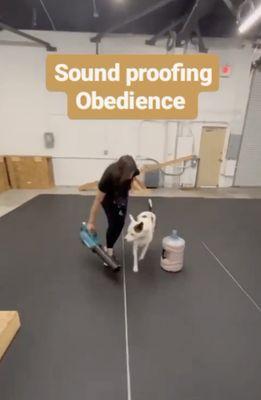 Matan Dog training, dog training, dog training classes, pet boarding, aggressive dog training, board and train in Canoga Park, CA