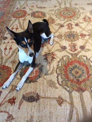 Bantu thinks this rug is just right.