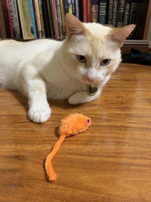 Hollis LOVES his present from Dr. Oeben and staff! He played with it all night after coming back from his appointment :)