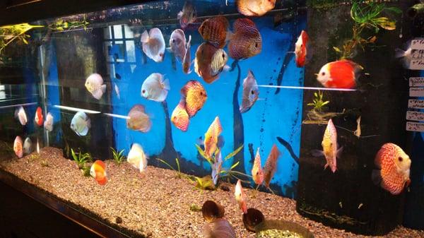 Discus tank