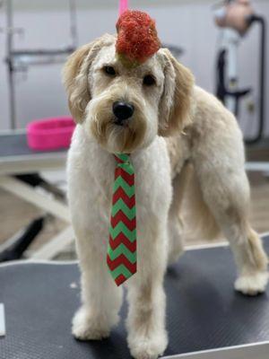 Groovy grooms for good boys and girls