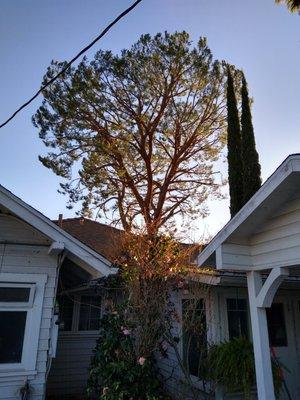 This is a picture after the trimming completely cleaned out and now I don't have to worry about the tree coming down in the winds.