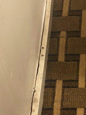 Roaches alive and dead on baseboards