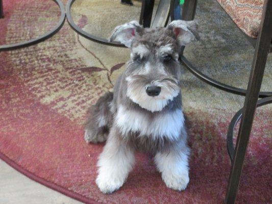 Our mini schnauzer...Sadie after her cut.