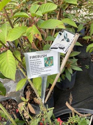 Firebush turns red. Attracts hummingbirds, butterflies and the fruit is eaten by birds!